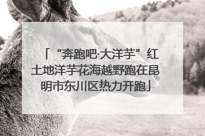 “奔跑吧·大洋芋”红土地洋芋花海越野跑在昆明市东川区热力开跑