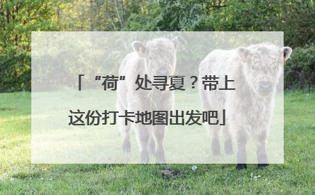 “荷”处寻夏？带上这份打卡地图出发吧