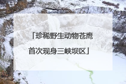 珍稀野生动物苍鹰首次现身三峡坝区