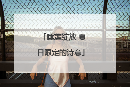 睡莲绽放 夏日限定的诗意