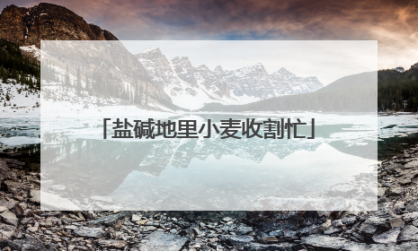 盐碱地里小麦收割忙