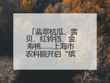 翡翠桔瓜、雪贝、红铃铛、金寿桃……上海市农科院开启“缤纷蔬菜之约”