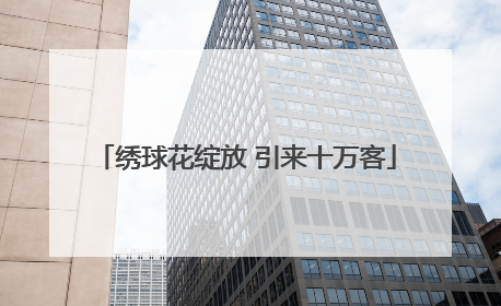 绣球花绽放 引来十万客