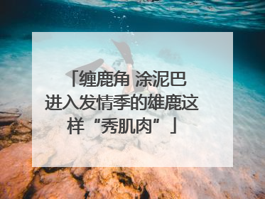 缠鹿角 涂泥巴 进入发情季的雄鹿这样“秀肌肉”