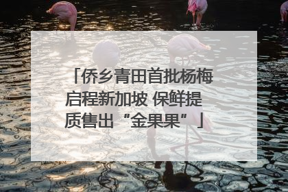 侨乡青田首批杨梅启程新加坡 保鲜提质售出“金果果”