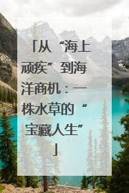 从“海上顽疾”到海洋商机：一株水草的“宝藏人生”