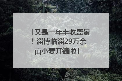 又是一年丰收盛景！淄博临淄29万余亩小麦开镰啦