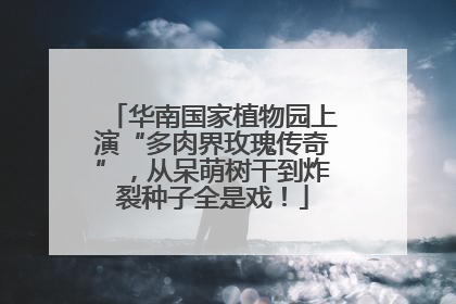 华南国家植物园上演“多肉界玫瑰传奇”，从呆萌树干到炸裂种子全是戏！