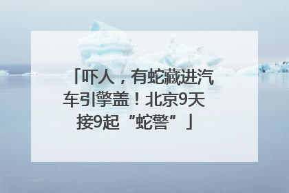 吓人，有蛇藏进汽车引擎盖！北京9天接9起“蛇警”