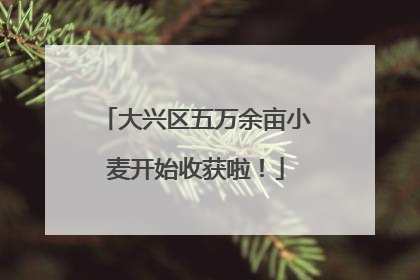 大兴区五万余亩小麦开始收获啦！