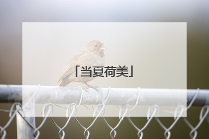 当夏荷美