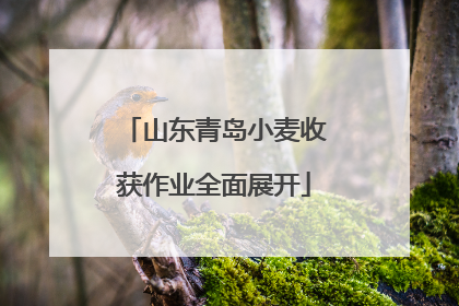 山东青岛小麦收获作业全面展开