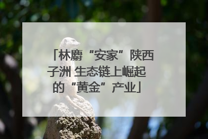 林麝“安家”陕西子洲 生态链上崛起的“黄金”产业