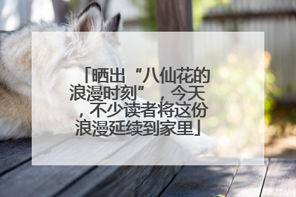 晒出“八仙花的浪漫时刻”，今天，不少读者将这份浪漫延续到家里