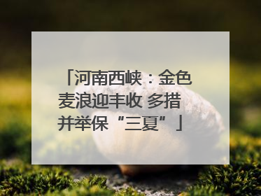 河南西峡：金色麦浪迎丰收 多措并举保“三夏”