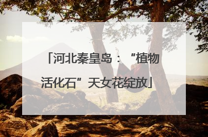 河北秦皇岛：“植物活化石”天女花绽放