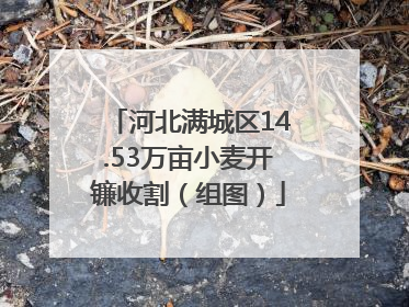河北满城区14.53万亩小麦开镰收割（组图）