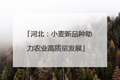 河北：小麦新品种助力农业高质量发展