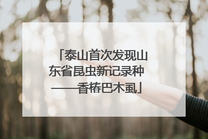 泰山首次发现山东省昆虫新记录种——香椿巴木虱