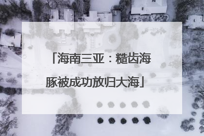 海南三亚：糙齿海豚被成功放归大海