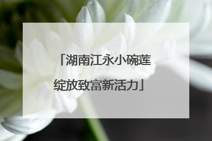 湖南江永小碗莲绽放致富新活力