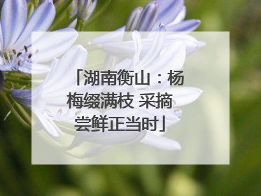 湖南衡山：杨梅缀满枝 采摘尝鲜正当时