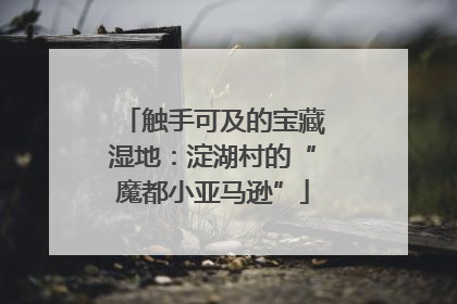 触手可及的宝藏湿地：淀湖村的“魔都小亚马逊”