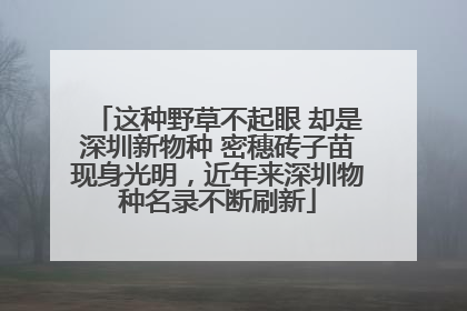 这种野草不起眼 却是深圳新物种 密穗砖子苗现身光明，近年来深圳物种名录不断刷新