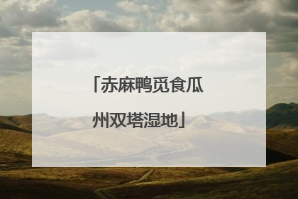 赤麻鸭觅食瓜州双塔湿地