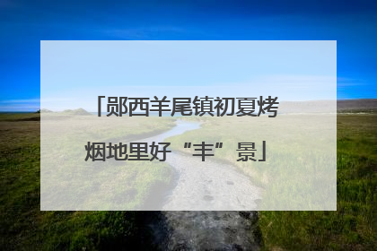 郧西羊尾镇初夏烤烟地里好“丰”景
