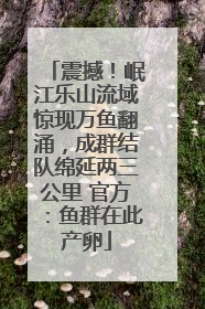震撼！岷江乐山流域惊现万鱼翻涌，成群结队绵延两三公里 官方：鱼群在此产卵