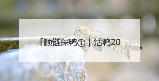 顺链探鸭①｜活鸭20元一斤，街头烤鸭为何却能卖到20多元一只