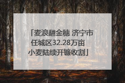 麦浪翻金穗 济宁市任城区32.28万亩小麦陆续开镰收割