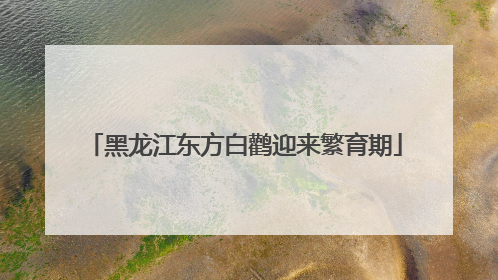 黑龙江东方白鹳迎来繁育期