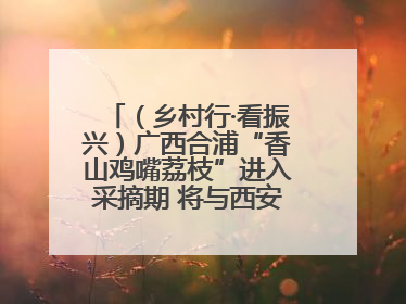 （乡村行·看振兴）广西合浦“香山鸡嘴荔枝”进入采摘期 将与西安“梦幻联动”